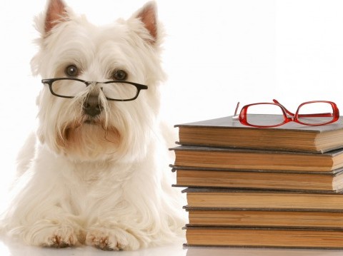 Den Glade Hundeskole - Nyheder