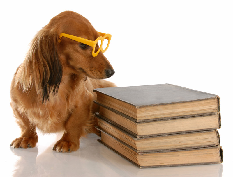 Gymnastik for hundehjerner
