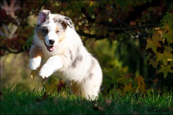 Hundetræning, Den Glade Hundeskole