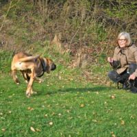 Hundetræning i nordsjælland