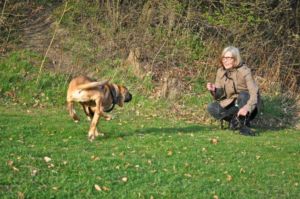 Hundetræning i nordsjælland