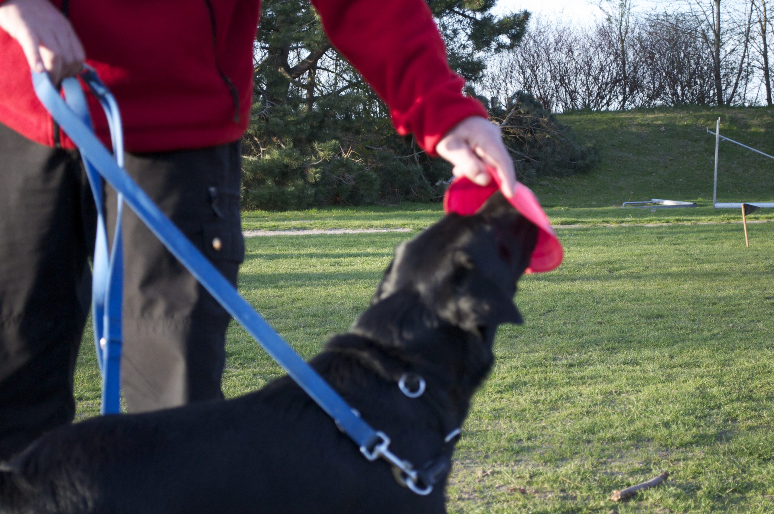 Unghundetræning øvede