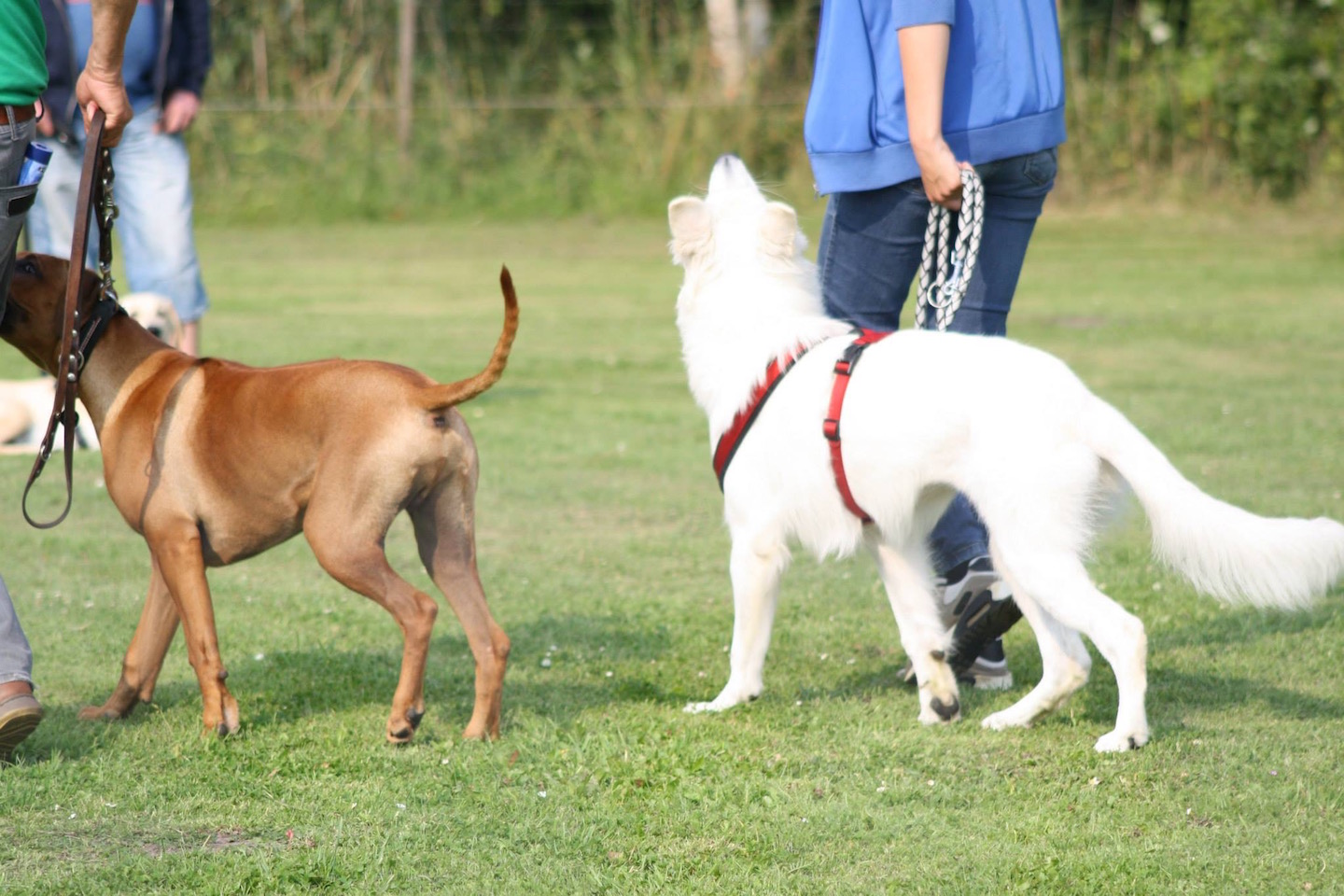 Gå pænt - indkald som virker selv med forstyrrelser