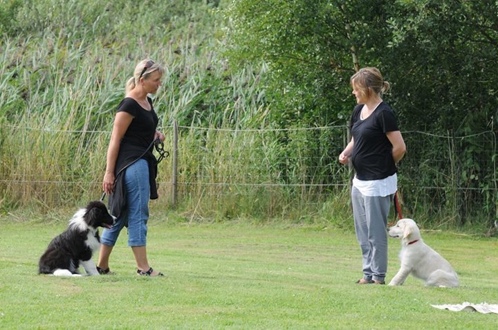 Træning med hvalp 9 uger – 6 mdr.