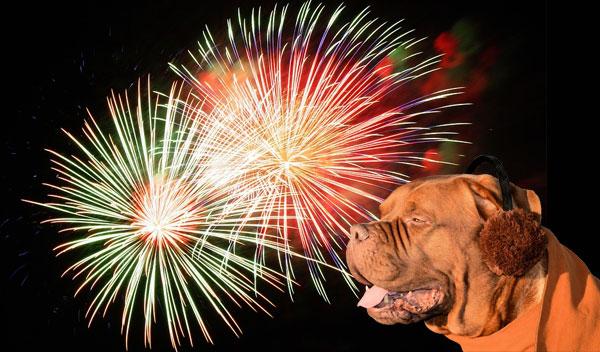 Nytår med jeres hund – Er i klar?