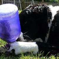 Hjernegymnastik - 24/6 2023 - kl. 10.00 Hjernegymnastik