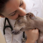 Dyrlægehuset i Nærum og Holte