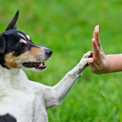Enetime med personlig træner (60 min.)
