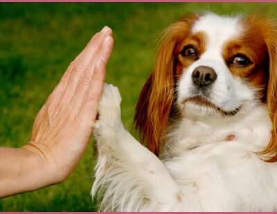 Unghundetræning/Hundetræning