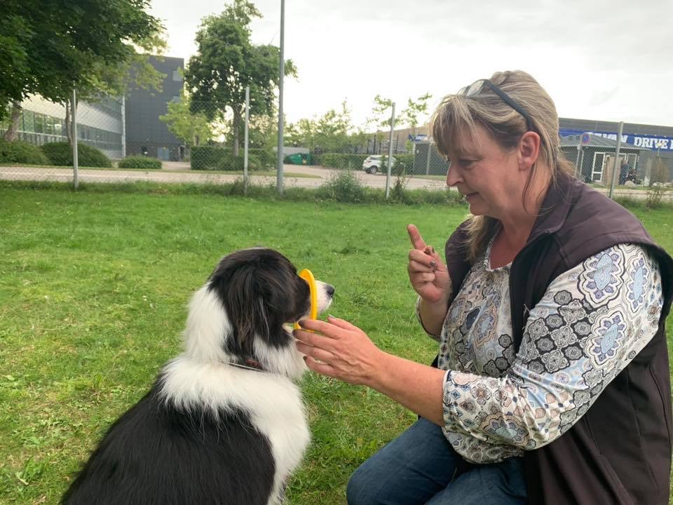 Lydighed - Den Glade Hundeskole