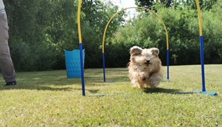 Hoopers - Den glade hundeskole