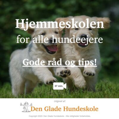 Gode råd og tips - Den glade hundeskole