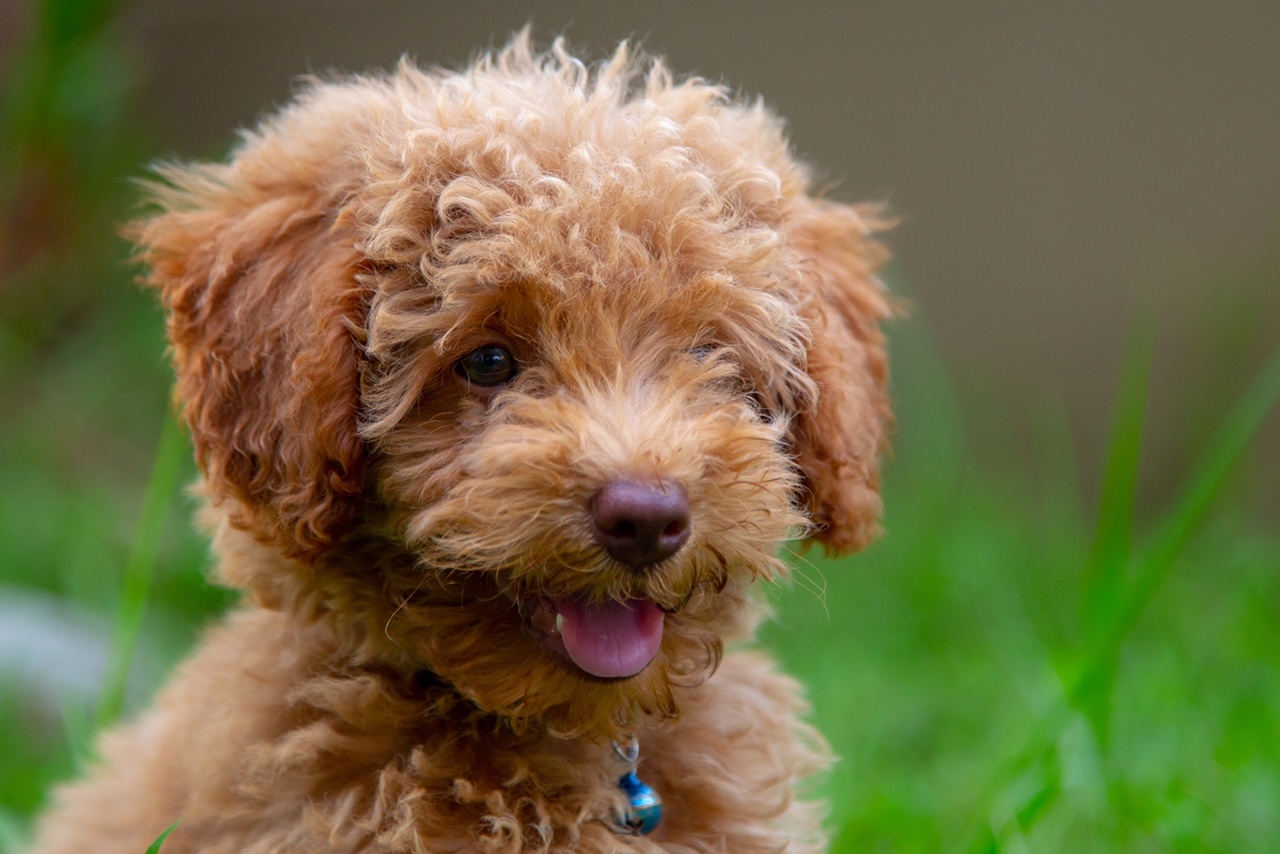 Hvalpetræning i nordsjælland