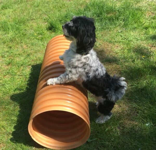 Hundegymnastik-Hundefitness-Kropskontrol