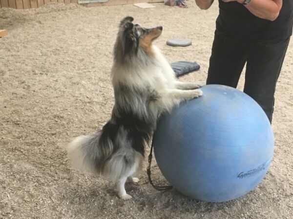 Hundegymnastik - hundefitness - kropskontrol - Tilbydes ikke lige nu - Image 7