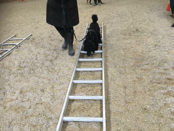 Hundegymnastik - hundefitness - kropskontrol - Tilbydes ikke lige nu - Image 8