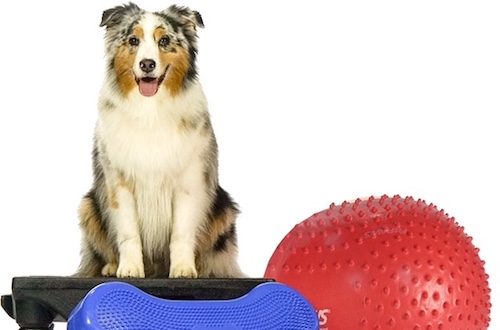 hundegymnastik, Fitness