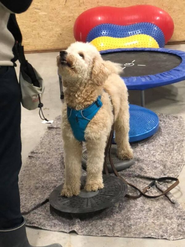 Hundegymnastik - hundefitness - kropskontrol - Tilbydes ikke lige nu - Image 10