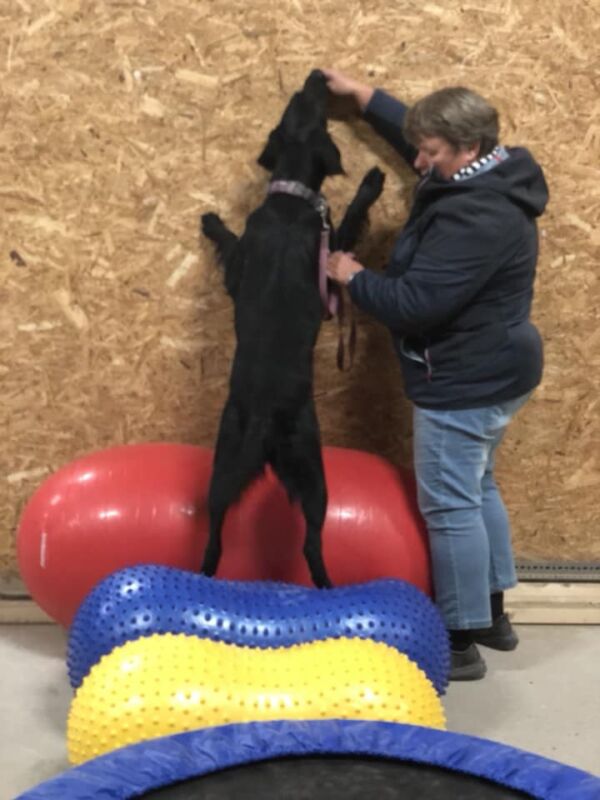 Hundegymnastik - hundefitness - kropskontrol - Tilbydes ikke lige nu - Image 9