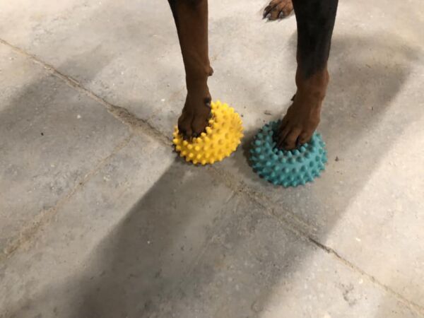 Hundegymnastik - hundefitness - kropskontrol - Tilbydes ikke lige nu - Image 11