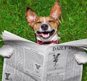 Hunde nyheder, Den Glade Hundeskole
